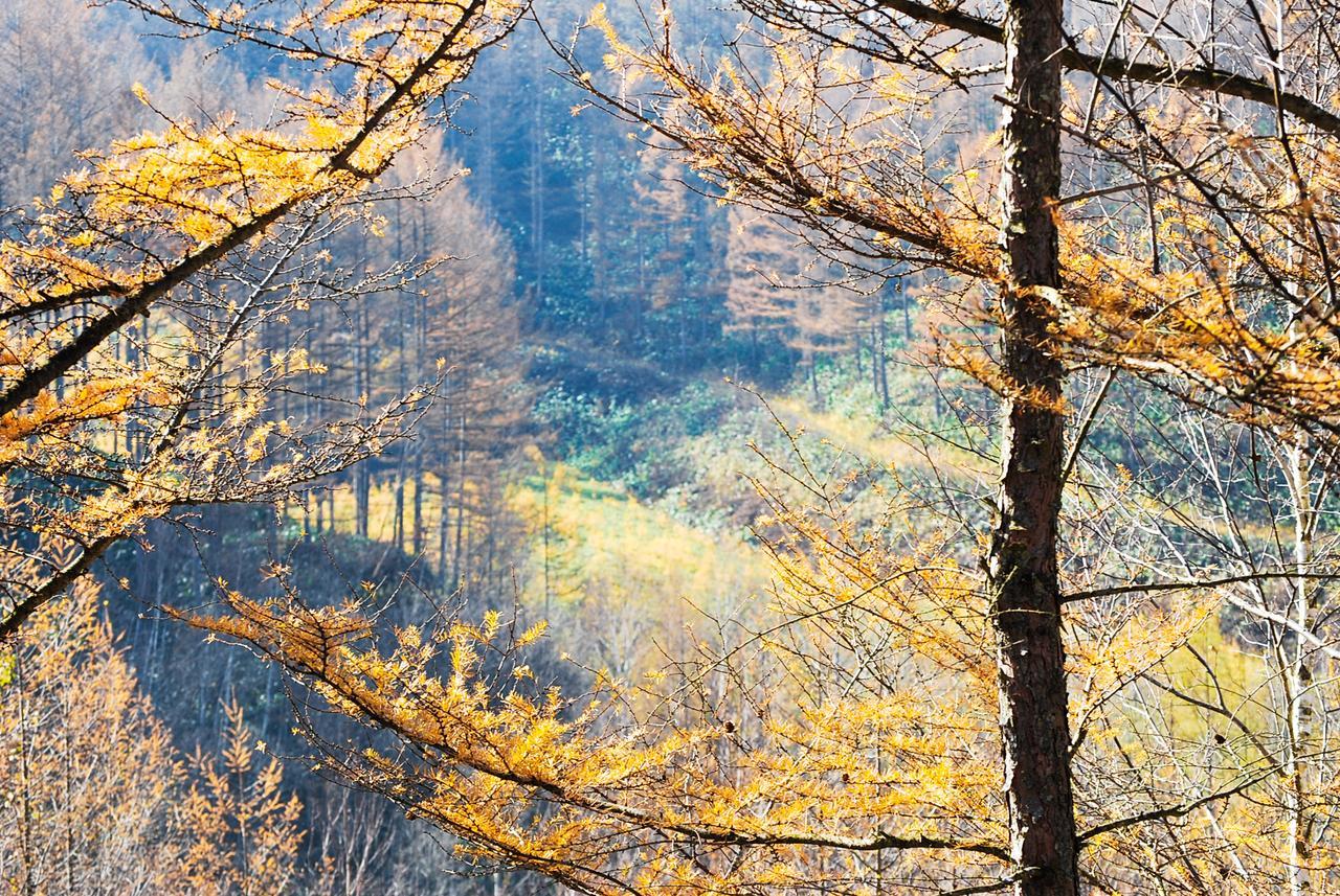 Auberge Ninguruforet Biei Dış mekan fotoğraf